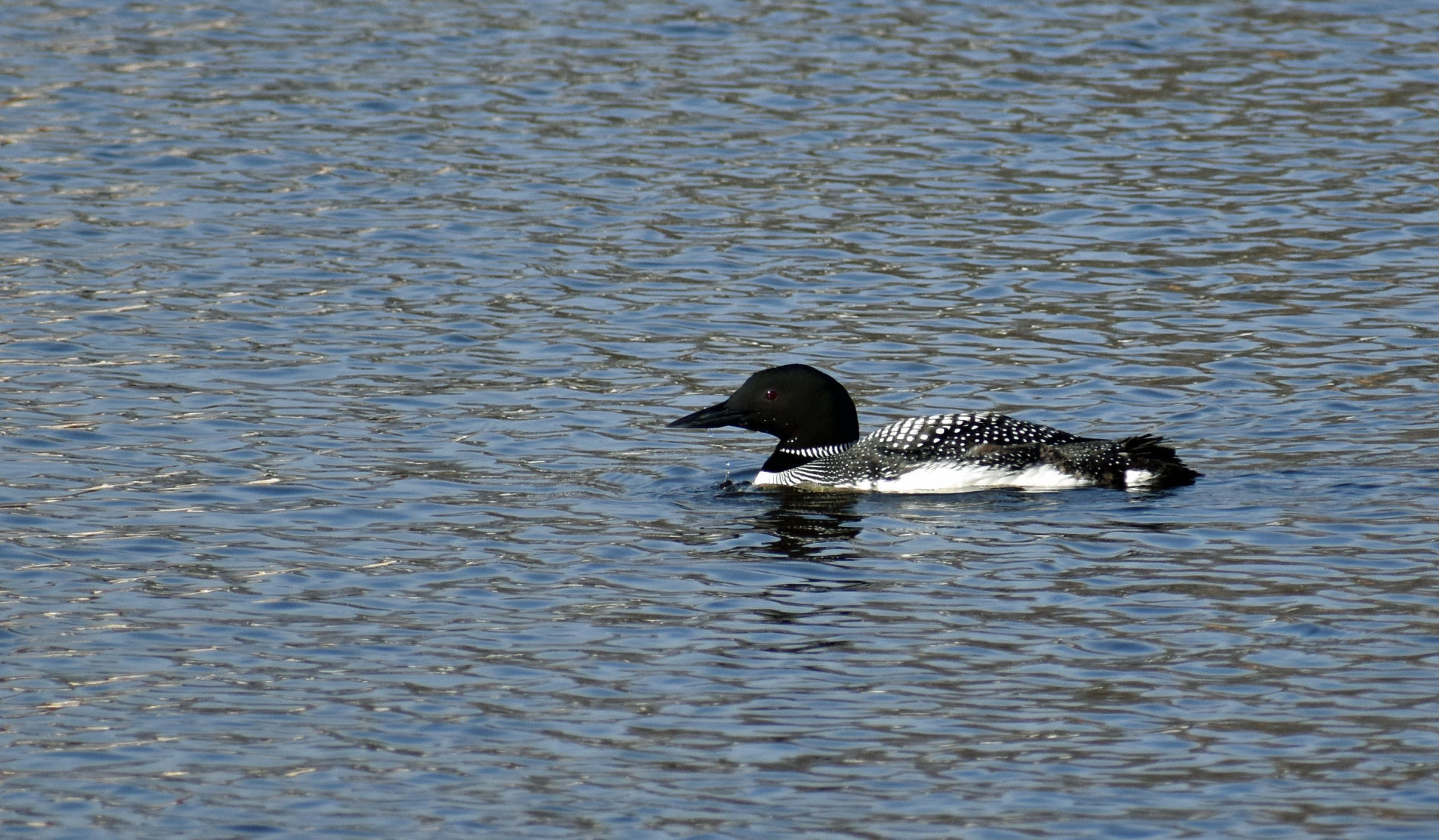 Loon